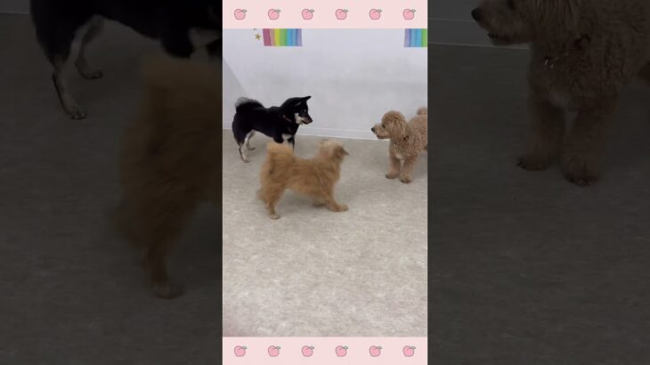 ＃犬のようちえん　＃犬のほいくえん　＃犬お泊りトレーニング　　#子犬しつけ  #しつけ教室 　#ミックス犬　＃犬のしつけ　#shorts 　#パピートレーニング