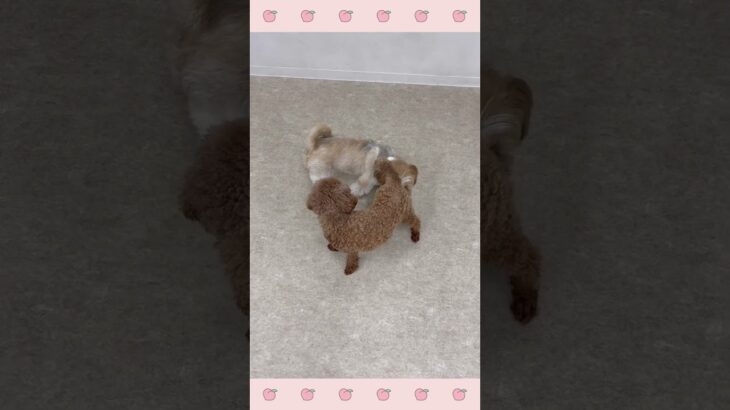 ＃犬のようちえん　＃犬のほいくえん　＃犬お泊りトレーニング　　#子犬しつけ  #しつけ教室 　#シーズー 　＃犬のしつけ　#shorts 　#パピートレーニング