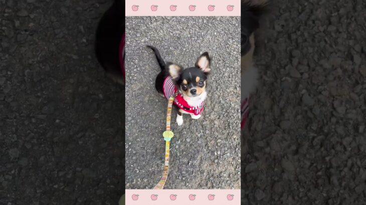 ＃犬のようちえん　＃犬のほいくえん　＃犬お泊りトレーニング　　#子犬しつけ  #しつけ教室 　#チワワ　＃犬のしつけ　#shorts 　#パピートレーニング