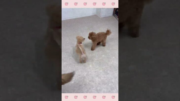 ＃犬のようちえん　＃犬のほいくえん　＃犬お泊りトレーニング　　#子犬しつけ  #しつけ教室 　#プードル  　＃犬のしつけ　#shorts 　#パピートレーニング