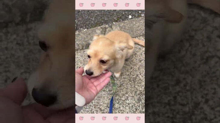 ＃犬のようちえん　＃犬のほいくえん　＃犬お泊りトレーニング　　#子犬しつけ  #しつけ教室 　＃チワックス　＃ミックス犬　＃犬のしつけ　#shorts 　#パピートレーニング