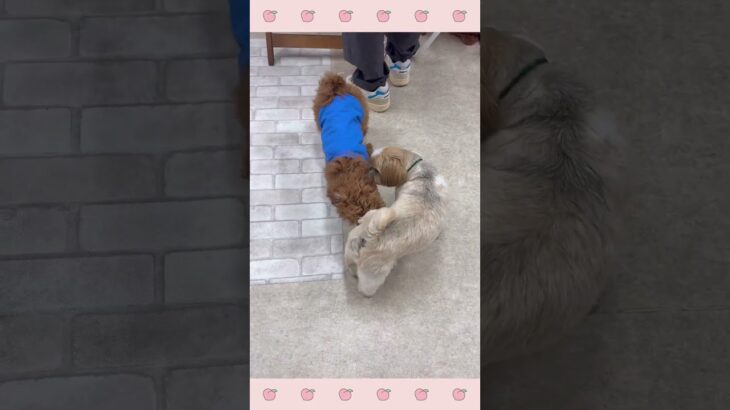 ＃犬のようちえん　＃犬のほいくえん　＃犬お泊りトレーニング　　#子犬しつけ  #しつけ教室 　#トイプードル  　＃犬のしつけ　#shorts 　#パピートレーニング