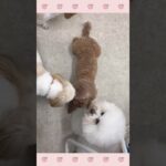 ＃犬のようちえん　＃犬のほいくえん　＃犬お泊りトレーニング　　#子犬しつけ  #しつけ教室 　#ビションフリーゼ 　＃犬のしつけ　#shorts 　#パピートレーニング