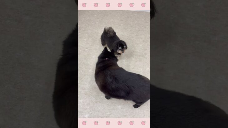 ＃犬のようちえん　＃犬のほいくえん　＃犬お泊りトレーニング　　#子犬しつけ  #しつけ教室 　#スキッパーキ　＃犬のしつけ　#shorts 　#パピートレーニング