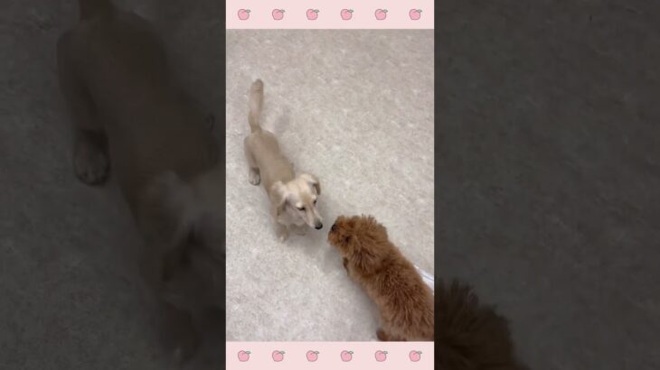 ＃犬のようちえん　＃犬のほいくえん　＃犬お泊りトレーニング　　#子犬しつけ  #しつけ教室 　#トイプードル 　＃犬のしつけ　#shorts 　#パピートレーニング
