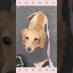 ＃犬のようちえん　＃犬のほいくえん　＃犬お泊りトレーニング　　#子犬しつけ  #しつけ教室 　#ダックス 　＃犬のしつけ　#shorts 　#パピートレーニング