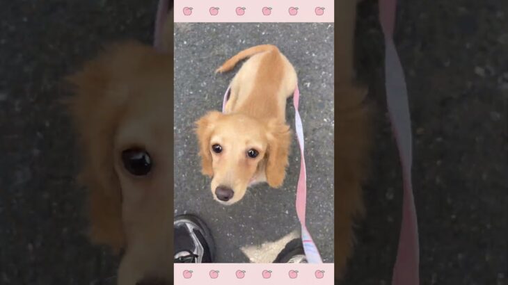 ＃犬のようちえん　＃犬のほいくえん　＃犬お泊りトレーニング　　#子犬しつけ  #しつけ教室 　#ダックス 　＃犬のしつけ　#shorts 　#パピートレーニング
