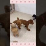 ＃犬のようちえん　＃犬のほいくえん　＃犬お泊りトレーニング　　#子犬しつけ  #しつけ教室 　#トイプードル　＃犬のしつけ　#shorts 　#パピートレーニング