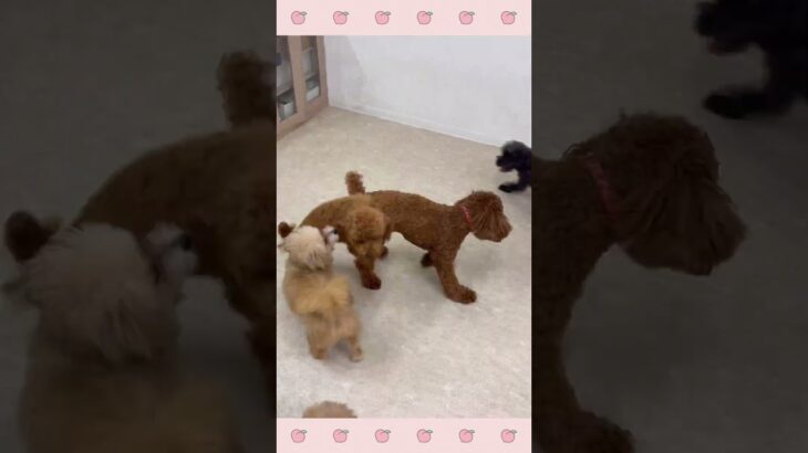 ＃犬のようちえん　＃犬のほいくえん　＃犬お泊りトレーニング　　#子犬しつけ  #しつけ教室 　#トイプードル　＃犬のしつけ　#shorts 　#パピートレーニング