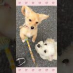 ＃犬のようちえん　＃犬のほいくえん　＃犬お泊りトレーニング　　#子犬しつけ  #しつけ教室 　#マルプー　＃犬のしつけ　#shorts 　#パピートレーニング
