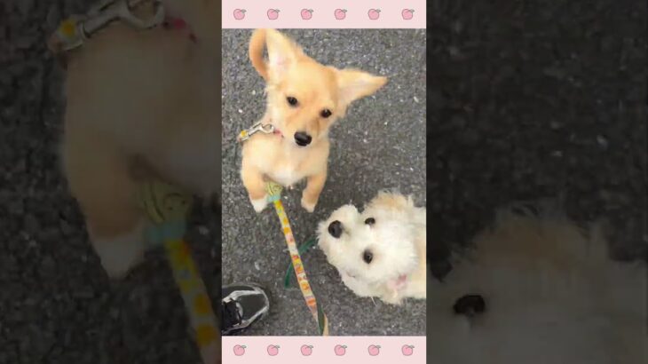 ＃犬のようちえん　＃犬のほいくえん　＃犬お泊りトレーニング　　#子犬しつけ  #しつけ教室 　#マルプー　＃犬のしつけ　#shorts 　#パピートレーニング