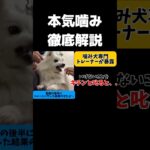 【噛み犬専門トレーナー】いけないことキチンと叱ると噛み犬になります【暴露】#shorts #噛み#しつけ#犬のいる暮らし