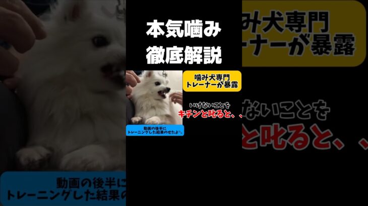 【噛み犬専門トレーナー】いけないことキチンと叱ると噛み犬になります【暴露】#shorts #噛み#しつけ#犬のいる暮らし