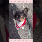 ＃犬のようちえん　＃犬のほいくえん　＃犬お泊りトレーニング　　#子犬しつけ  #しつけ教室 　#チワワ 　＃犬のしつけ　#shorts 　#パピートレーニング