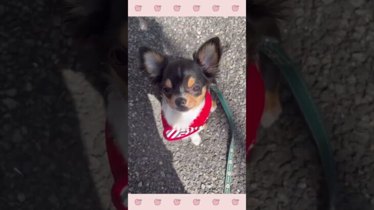 ＃犬のようちえん　＃犬のほいくえん　＃犬お泊りトレーニング　　#子犬しつけ  #しつけ教室 　#チワワ 　＃犬のしつけ　#shorts 　#パピートレーニング