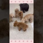 ＃犬のようちえん　＃犬のほいくえん　＃犬お泊りトレーニング　　#子犬しつけ  #しつけ教室 　#トイプードル　＃犬のしつけ　#shorts 　#パピートレーニング