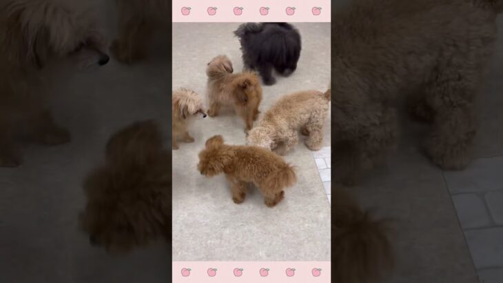 ＃犬のようちえん　＃犬のほいくえん　＃犬お泊りトレーニング　　#子犬しつけ  #しつけ教室 　#トイプードル　＃犬のしつけ　#shorts 　#パピートレーニング