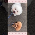 ＃犬のようちえん　＃犬のほいくえん　＃犬お泊りトレーニング　　#子犬しつけ  #しつけ教室 　#ビションフリーゼ　＃犬のしつけ　#shorts 　#パピートレーニング