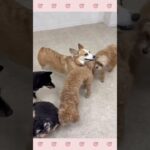 ＃犬のようちえん　＃犬のほいくえん　＃犬お泊りトレーニング　　#子犬しつけ  #しつけ教室 　#柴　＃犬のしつけ　#shorts 　#パピートレーニング
