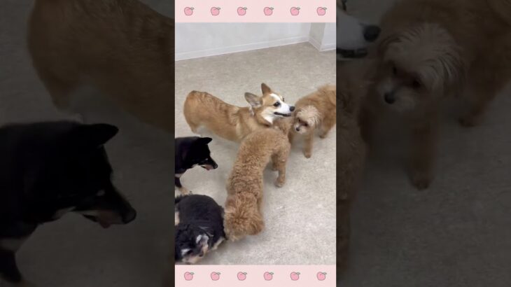 ＃犬のようちえん　＃犬のほいくえん　＃犬お泊りトレーニング　　#子犬しつけ  #しつけ教室 　#柴　＃犬のしつけ　#shorts 　#パピートレーニング