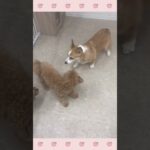 ＃犬のようちえん　＃犬のほいくえん　＃犬お泊りトレーニング　　#子犬しつけ  #しつけ教室 　#コーギー 　＃犬のしつけ　#shorts 　#パピートレーニング