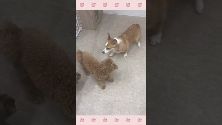 ＃犬のようちえん　＃犬のほいくえん　＃犬お泊りトレーニング　　#子犬しつけ  #しつけ教室 　#コーギー 　＃犬のしつけ　#shorts 　#パピートレーニング