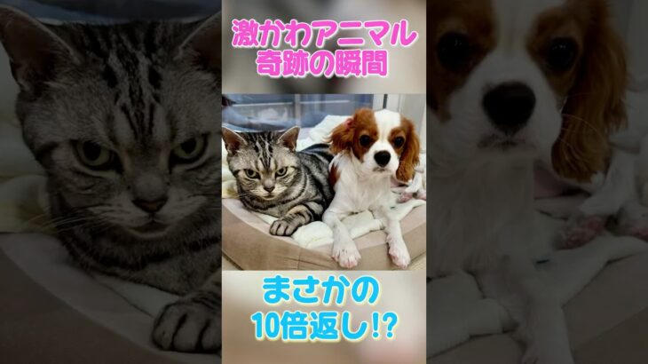 #激かわアニマル奇跡の瞬間 #犬 #わんこ #猫 #ネコ #兄妹  #shorts
