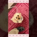 ＃犬のようちえん　＃犬のほいくえん　＃犬お泊りトレーニング　　#子犬しつけ  #しつけ教室 　#トイプードル　＃犬のしつけ　#shorts 　#パピートレーニング