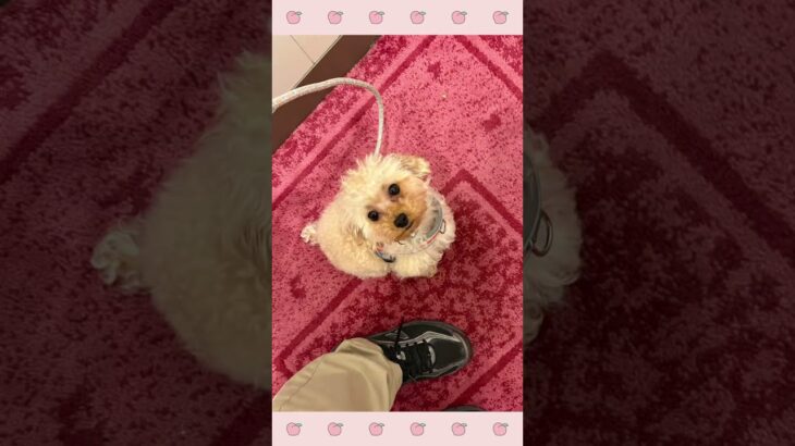 ＃犬のようちえん　＃犬のほいくえん　＃犬お泊りトレーニング　　#子犬しつけ  #しつけ教室 　#トイプードル　＃犬のしつけ　#shorts 　#パピートレーニング
