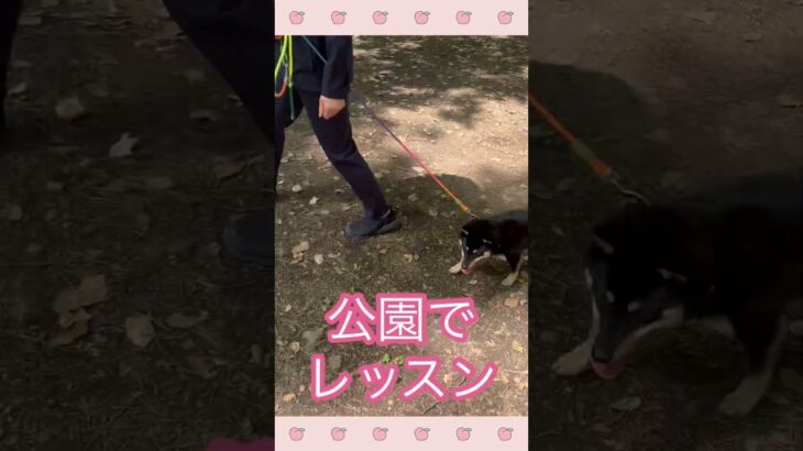 ＃犬のようちえん　＃犬のほいくえん　＃犬お泊りトレーニング　　#子犬しつけ  #しつけ教室 　#柴　＃トイプードル　＃ミックス犬　＃犬のしつけ　#shorts 　#パピートレーニング