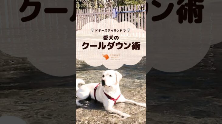 【雑学】犬のクールダウン術を紹介#shorts