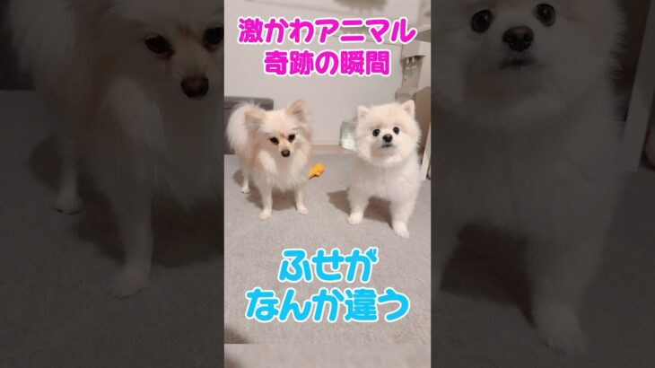 #激かわアニマル奇跡の瞬間 #犬 #ポメラニアン #shorts