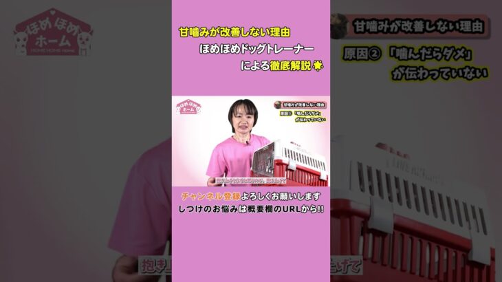 犬の甘噛みが直らない本当の理由　これは盲点だった！ほめほめドッグトレーナーが解説します #shorts