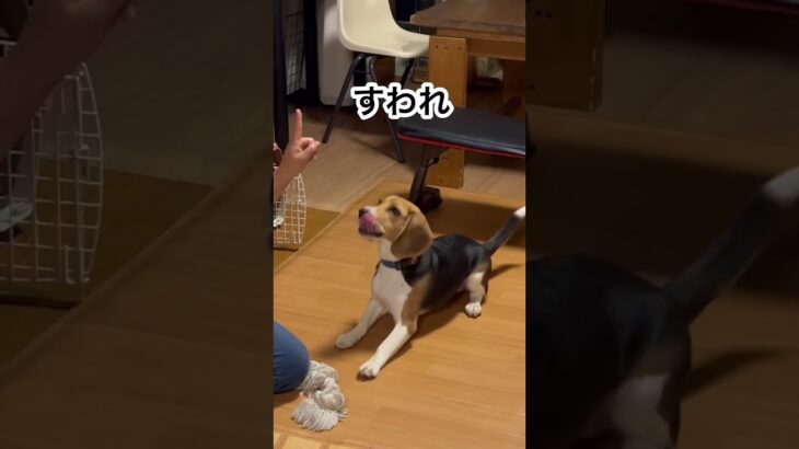 #shorts #ビーグル #しつけ #愛犬 #beagle