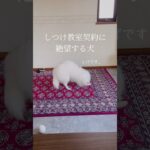 【癖強い絶望】とげ、しつけ教室行きです。#とげまるちゃんねる #日本スピッツ #もふもふ  #犬のいる暮らし  #shorts #short