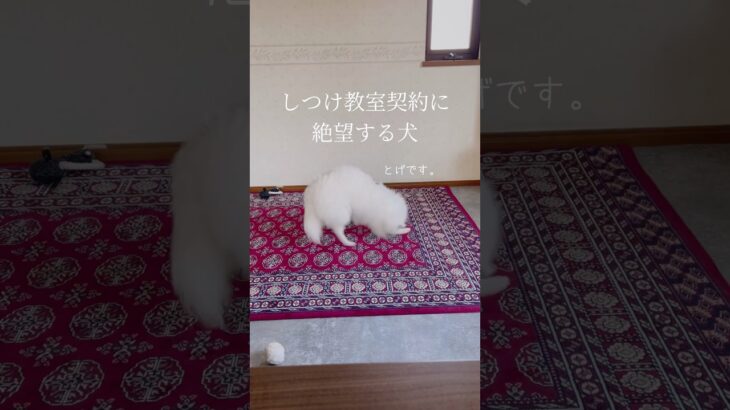【癖強い絶望】とげ、しつけ教室行きです。#とげまるちゃんねる #日本スピッツ #もふもふ  #犬のいる暮らし  #shorts #short
