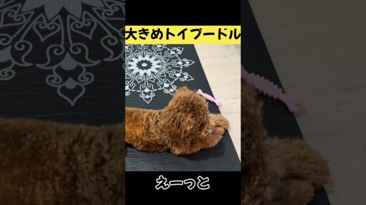おすわり覚えました！#shorts #トイプードル #toypoodle #茶太郎 #デカプ#しつけ