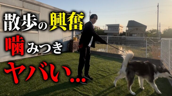 散歩で興奮、噛みつき、暴れるハスキー犬をプロドッグトレーナーが本気のしつけ改善