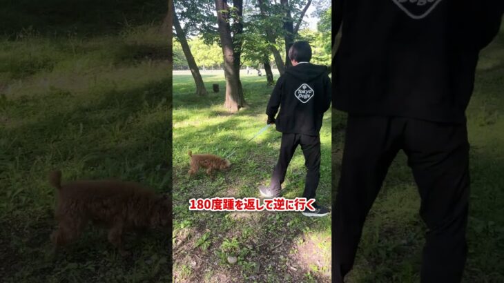 散歩で引っ張られないようにするためには？