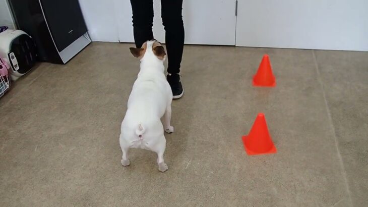 犬の幼稚園 はなちゃんとトレーニング