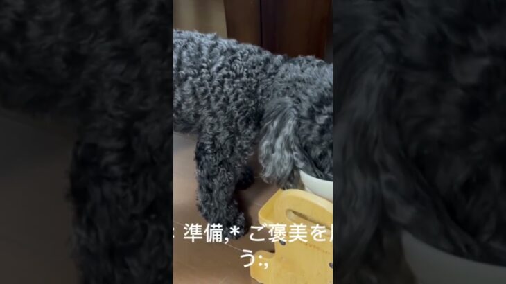 ②【初心者向】おすわりの教え方#おすわり  #しつけ #子犬のしつけ #犬のいる生活