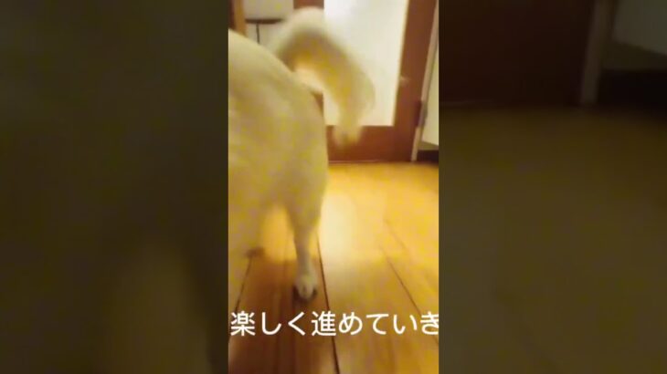 ①【初心者向】おすわりの教え方#おすわり  #しつけ #子犬のしつけ #犬のいる生活