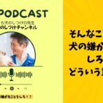 お家で自分でできる犬のしつけをマスターしよう♪
