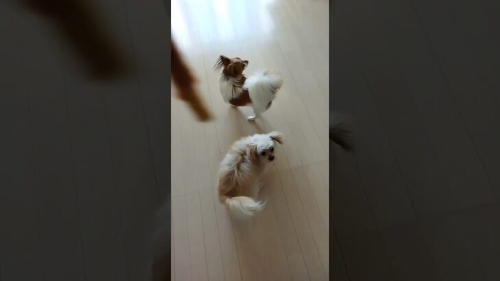 ＃パピヨン#チワプー#しつけトレーニング #いぬのいる生活 #癒し #回る #