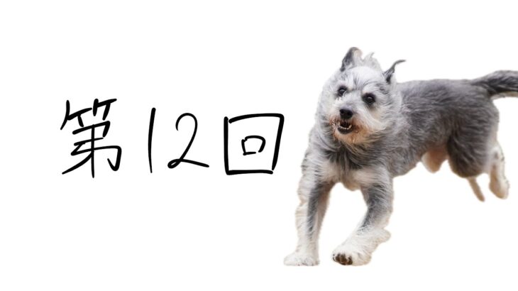 【犬のしつけ】拾い食いの抑止