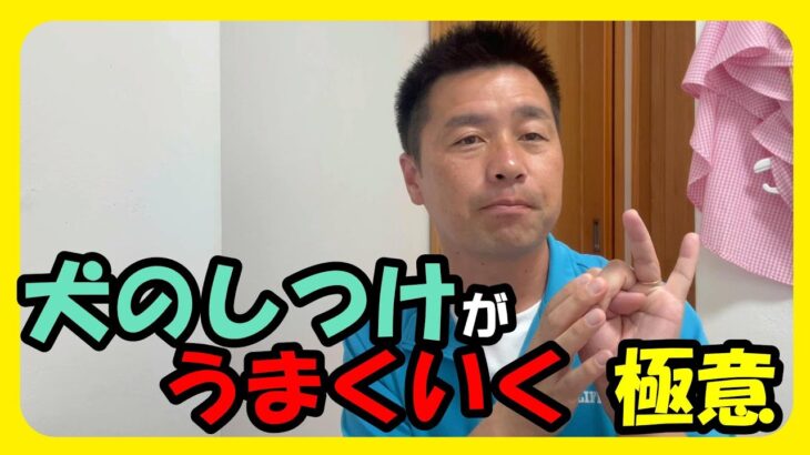 【犬　しつけ入門編①】犬のしつけが上手くいく極意♪まずはこれを意識して！