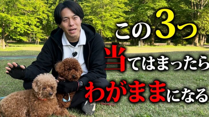 【犬しつけ】愛犬がわがままになる飼い主の特徴をドッグトレーナーが解説します