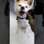 #まて#いいよ#上手#丁寧なえま#秋田犬#犬のしつけ#犬との暮らし #秋田犬との暮らし