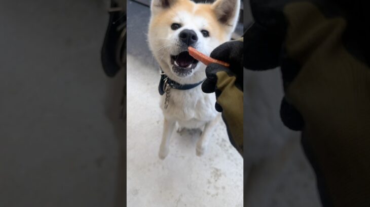 #まて#いいよ#上手#丁寧なえま#秋田犬#犬のしつけ#犬との暮らし #秋田犬との暮らし