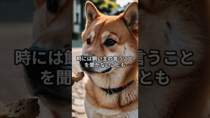 柴犬、実はとても「自己主張」が強い！？ #しつけのコツ #柴犬 #柴プー
